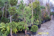 Sosna brzegowa naturalna 11 letnia inna