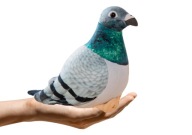 MASKOTKA ZABAWKA PLUSZAK PLUSZOWY GOŁĄB PTAK PTASZEK GRZYWACZ SZARY 20CM
