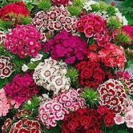 Gozdzik Brodaty Mix Kolorów Sadzonki P9