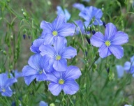 Len trwały, niebieski - 50 nasion