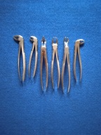 Kleszcze stomatologiczne - zestaw 6 szt