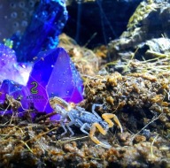 Janalychas tricarinatus skorpion wraz z pojemnikiem na start