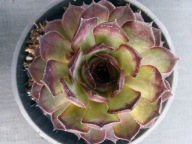 Rojnik 230 BLACK KNIGHT ciemny brzeg liści