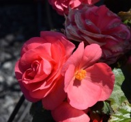 Begonia BULWIASTA limitless Dark Rose