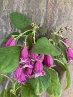 Kohleria Lono - kłącze