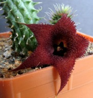 Kaktusy! - Huernia aspera x Huernia pillansii - RARYTAS!!!