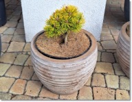 Pinus mugo 'Starkl Thomas' - !!!!!