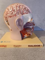 Dokładny model neurologiczny głowy 1:1