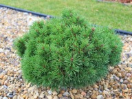 DO KOLEKCJI Sosna górska 'Senzační' Pinus × pseudopumilio