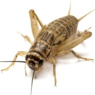 ŚWIERSZCZE domowe - wylęg ( 3 - 5 mm ) - 300szt