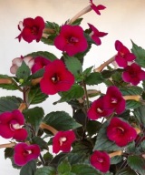 Achimenes Nocturne- ciemny bordo