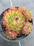 Rojnik 40 NICO wypróbowana od lat odmiana