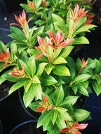 Pieris japoński SARABANDE - jaskrawe przyrosty! sadzonka