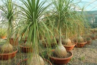 Nolina beaucarnea recurvata noga słonia SADZONKA 40 cm