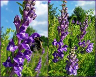 Tarczyca Bajkalska -bajkalina- 200 nasion ***