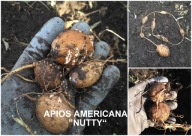 APIOS AMERICANA - JADALNE BULWY - INDIAŃSKI ZIEMNIAK- NUTTY 2X