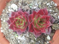 Rojnik 314 GIPSY jaskrawo czerwony