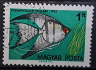 Ryby (kas) - luzak - do uzupełnień 13/5