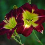 Liliowiec Night Beacon