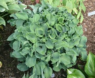 Hosta Funkia Ruffled Mouse Ears P9