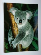 MIŚ KOALA - pocztówka