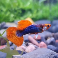 Gupik Koi Tuxedo Samiec