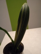 SANSEWIERIA SANSEVIERIA GWINEJSKA- VERIEGATA