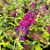 Budleja Dawida 'Magenta Munchkin' (Buddleja) P13