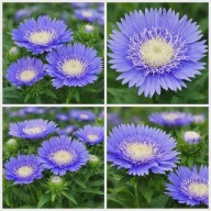 Stokesia laevis 'Mel's Blue' stokezja gładka poj.2l