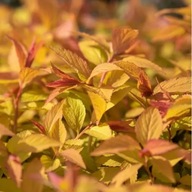 TAWUŁA JAPOŃSKA FIRELIGHT ŁATWA UPRAWA ZACHWYCA CAŁY SEZON