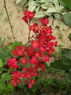 Żurawka krwista - Heuchera sanguinea p9