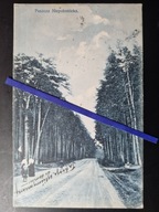 NIEPOŁOMICE 1913 Puszcza Niepołomicka Las