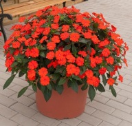 Niecierpek SŁONECZNY Sunpatiens Vigorous Orange Imp