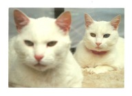 Pocztówka - Dwa białe koty, nieostre na pierwszym planie ...