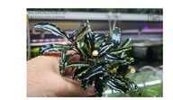 Bucephalandra sp. Kedagang Japan kolekcja od fibell