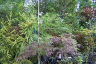 Klon przewieszony jednostronnie czerwony spiratea dąb lipa azalia irga inny