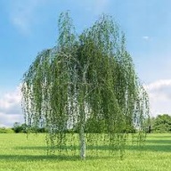 BRZOZA BRODAWKOWATA SADZONKA W POJEMNIKU 35 CM wieloletnia mrozoodporna