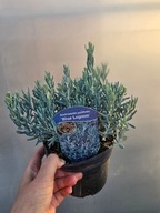 Modrzewnica pospolita 'Blue Lagoon', 1,5L