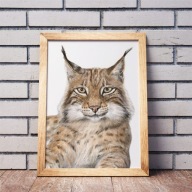 PLAKAT A3 RYŚ las zwierzę leśne Montessori