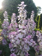 Szałwia muszkatołowa duże sadzonki doniczka 0,8 l