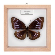 Motyl w gablotce Euploea leucostictos - samica
