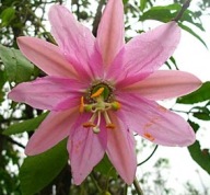 MĘCZENNICA BANANOWA (PASSIFLORA MOLLISSIMA)
