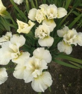 IRYS ROLLING CLOUD białe urocze kwiaty kosaciec sadzonki