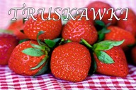 BANER SPRZEDAŻ TRUSKAWEK TRUSKAWKI TRUSKAWKA 120X80 C