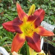 Liliowiec Hypnotized' rudo czerwony.