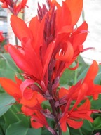 Kanna/Canna Musifolia Grande "Gigant"- kłącza