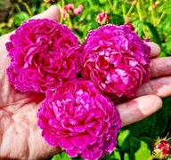 Róża stulistna, historyczna, jadalna