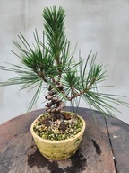 Pinus Thunbergii Bonsai