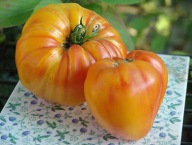 Sadzonka rozsada pomidor Oxheart Orange żółty Bawole serce
