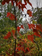 Klon tatarski kolumnowy 220cm szczepiony stary okaz inny